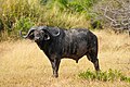 52 029 African buffalo in the Serengeti National Park Photo by Giles Laurent uploaded by Giles Laurent, nominated by Giles Laurent,  21,  0,  0