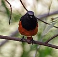 Male Phoenicurus ochruros rufiventris at Sultanpur National Park in Gurgaon district of Haryana, India