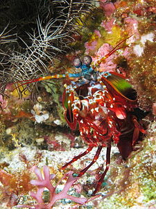 Odontodactylus scyllarus (Peacock Mantis Shrimp)