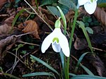 Galanthus angustifolius