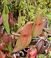 Sarracenia purpurea pitchers at Brown's Lake Bog, Ohio.