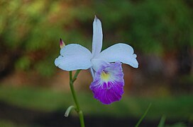 L'orchidée Arundina graminifolia dans le monument d'État de Lava Tree.