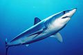 shortfin mako shark