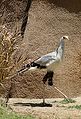 Secretary Bird