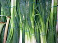 Spring onions