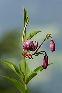 Lilium martagon (Martagon Lily)