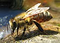 European honey bee, Poland