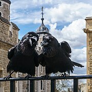 2016 – Jubilee og Munin, to av ravnene ved Tower of London Foto: Colin