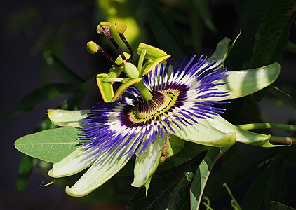 Passiflora caerulea (Blue Passionflower)