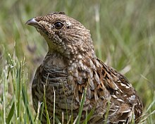 A ruffed grouse standing in short grass