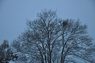 On a tree