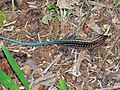 Central American Whiptail (Ameiva festiva), Cockscomb Basin Wildlife Sanctuary