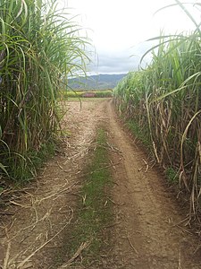 Sugarcane field