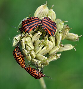 Graphosoma lineatum (Italian Striped Bug)