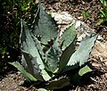 Agave shrevei