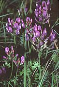 Astragalus danicus