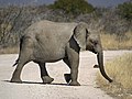 African Bush Elephant (Loxodonta africana)