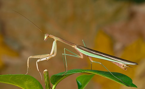 Tenodera sinensis (Chinese Mantis)