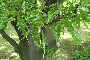 var. 'Asplenifolia'