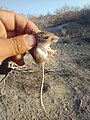 little desert pocket mouse