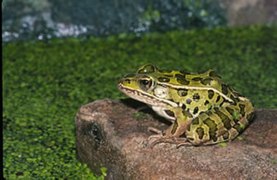 Northern leopard frog