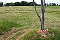 Danger Tree site and replica, Beaumont-Hamel battlefield.