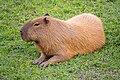 capybara