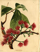 Eugenia malaccensis' dibuixada per William Miller al "The Botanical Cabinet" (Londres 1817-1833) figura 555