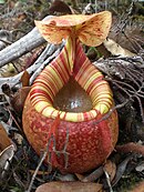 Nepenthes peltata