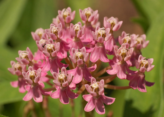 Соцветие ваточника мясо-красного (Asclepias incarnata)