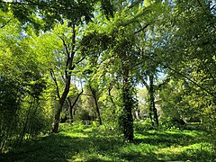 The scenery of Yannan Garden of Peking University.jpg