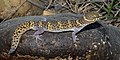 Texas banded gecko