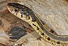 Eastern garter snake