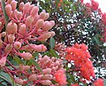 Corymbia ficifolia