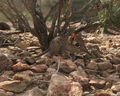 Somali elephant shrew