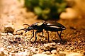 Adephaga/Carabidae (mbawakawa mkimbiaji Anthia thoracica)