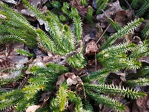 Cornișor (Lycopodium annotinum)