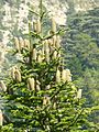 Abies cillicica cones