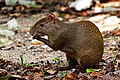 31 Agouti In Tulum uploaded by Needsmoreritalin, nominated by Needsmoreritalin,  8,  0,  1