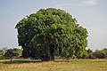 Image 5 Baobab Photograph: Muhammad Mahdi Karim Adansonia digitata is a sub-Saharan African species of baobab tree. The genus, scientifically known as Adansonia, consists of nine species native to Madagascar, Africa, Arabia and Australia, and can reach heights of 5 to 30 m (16 to 98 ft) with trunk diameters of 7 to 11 m (23 to 36 ft). More selected pictures