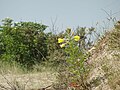 Oenothera biennis