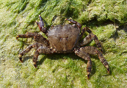 ♀ Pachygrapsus marmoratus (Marbled Rock Crab)