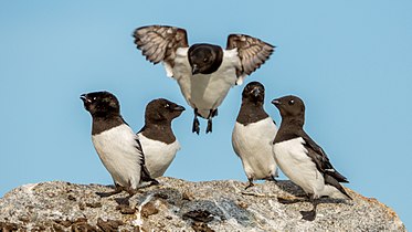 Little Auks (Alle alle) on Fuglesangen, Svalbard