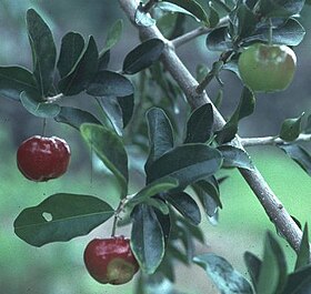 Malpighia glabra Acerola