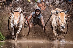 Prvo mjesto: Two bulls running while the jockey holds on to them in pacu jawi. – Autor: Rodney Ee (via Flickr) (CC BY 2.0)