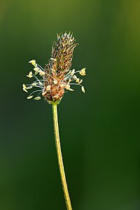 Plantago lanceolata - Kulna