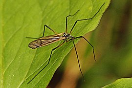 Limnophila rufibasis.