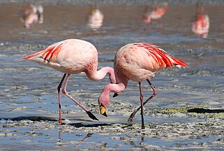 Flamingos (Phoenicoparrus jamesi) in Laguna Colorada