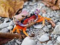 Gecarcinus quadratus Costa Rica