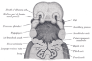 The head and neck of a human embryo 32 days old, seen from the ventral surface